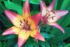Picture and link: Lilies Scrambler