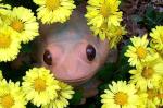 Clay Frog among flowers