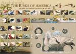 Audubon's Birds of America
